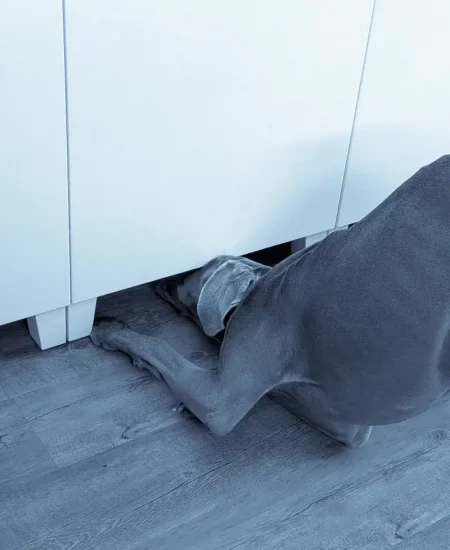 Elektronikspürhund - Elektronikdetektion - Abhörtechnik - Elektronikbaugruppen auffinden