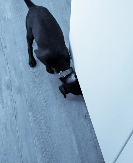 Elektronikspürhunde - Datenträger und elektronische Geräte aufspüren